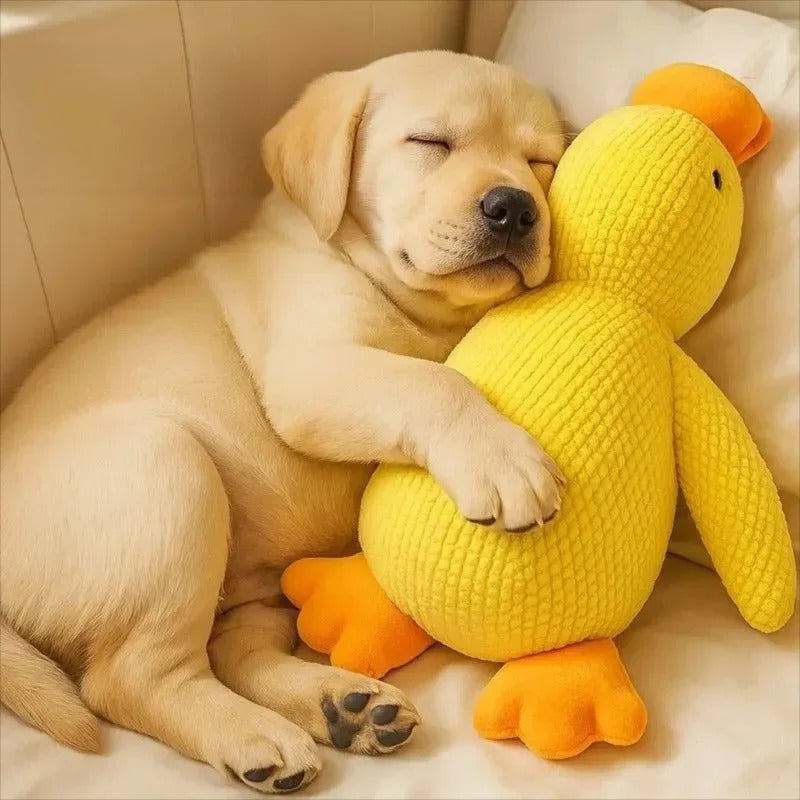 Cuddle Quack